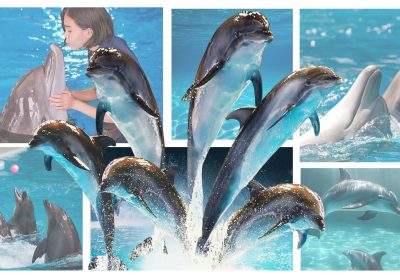 Dolphins performing jumps at Dubai Dolphinarium VIP show